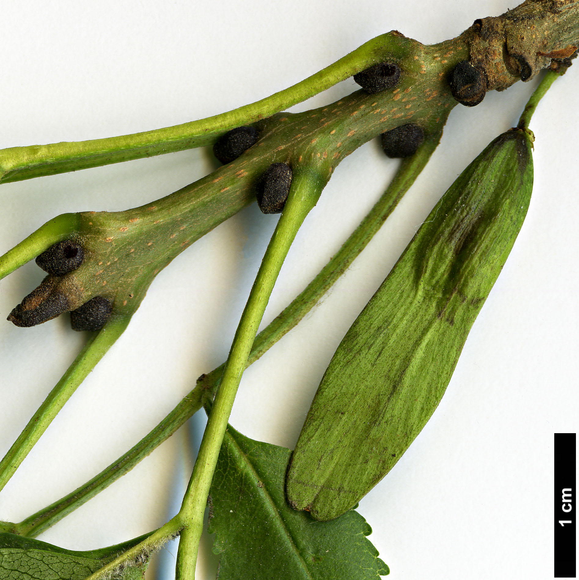 High resolution image: Family: Oleaceae - Genus: Fraxinus - Taxon: 'Charles Bommer'